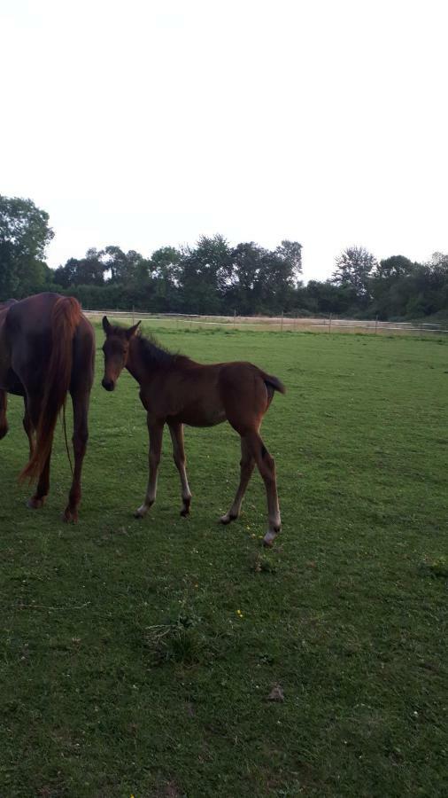 Gite Du Haras De Vales Moult Dış mekan fotoğraf