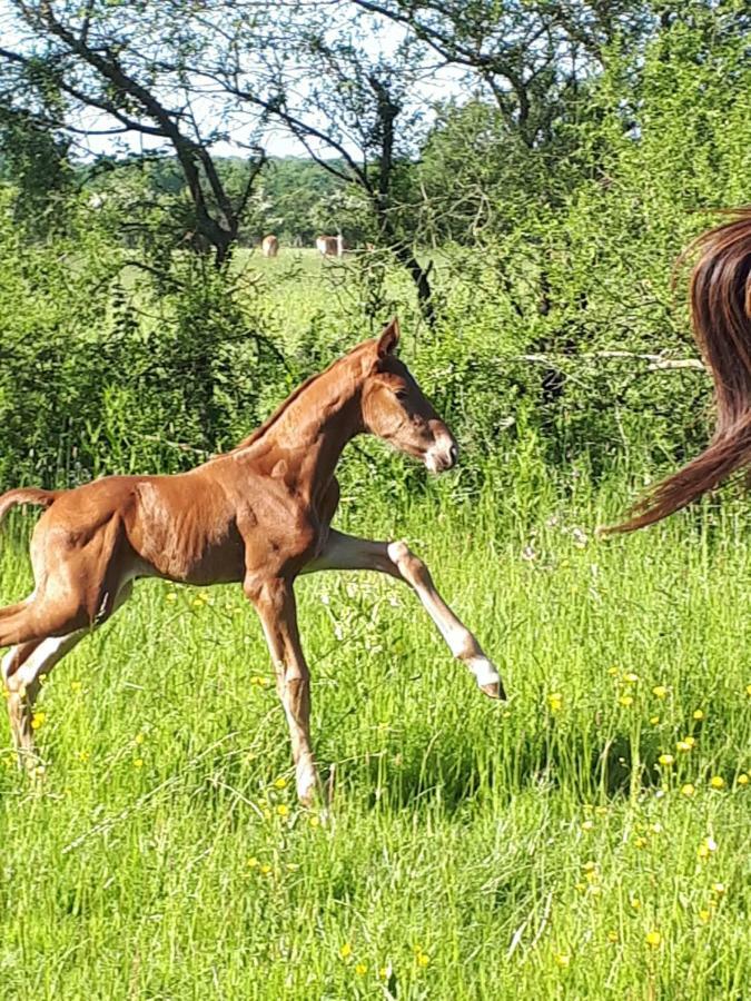 Gite Du Haras De Vales Moult Dış mekan fotoğraf